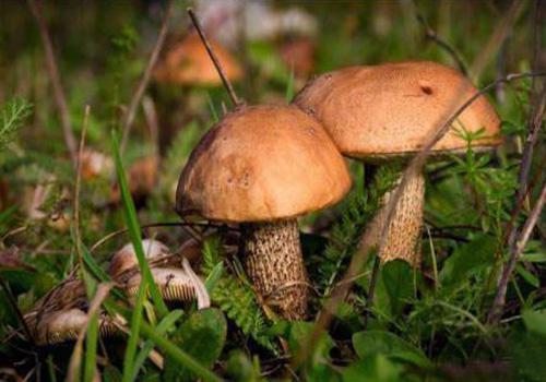 歷時8年，宏臻生物建成全球唯一工廠化牛肝菌栽培研發(fā)生產(chǎn)基地